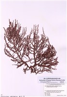 藏品(蠕枝藻)的圖片